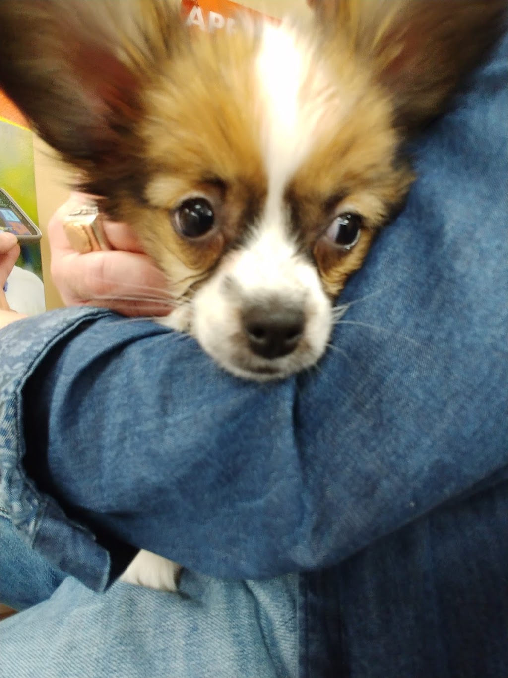 Petland West Wichita | 3520 N Maize Rd, Wichita, KS 67205, USA | Phone: (316) 252-8565