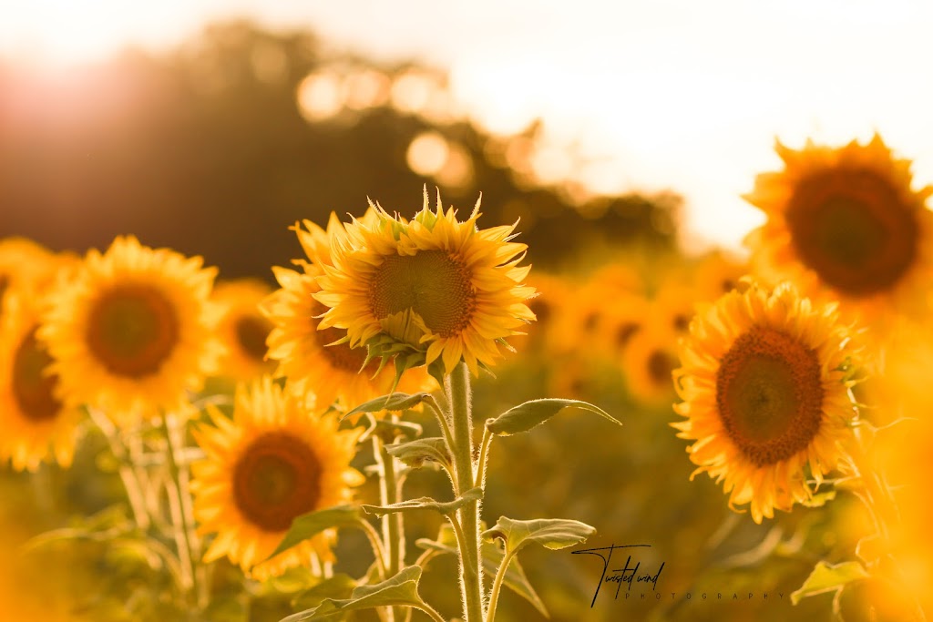 Kersey Valley Sunflower Extravaganza | 6820 Cecil Farm Rd, Archdale, NC 27263, USA | Phone: (336) 431-1700