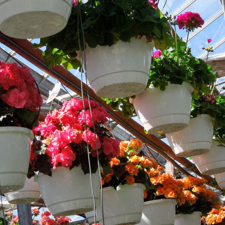 Wistinghausen Florist & Greenhouse | 114 Townline St, Oak Harbor, OH 43449, USA | Phone: (419) 898-4221