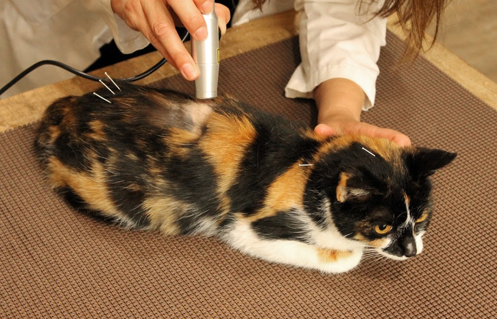 Holistic Veterinary Care | 1671 Park Rd Suite 14, Fort Wright, KY 41011, USA | Phone: (859) 331-2541