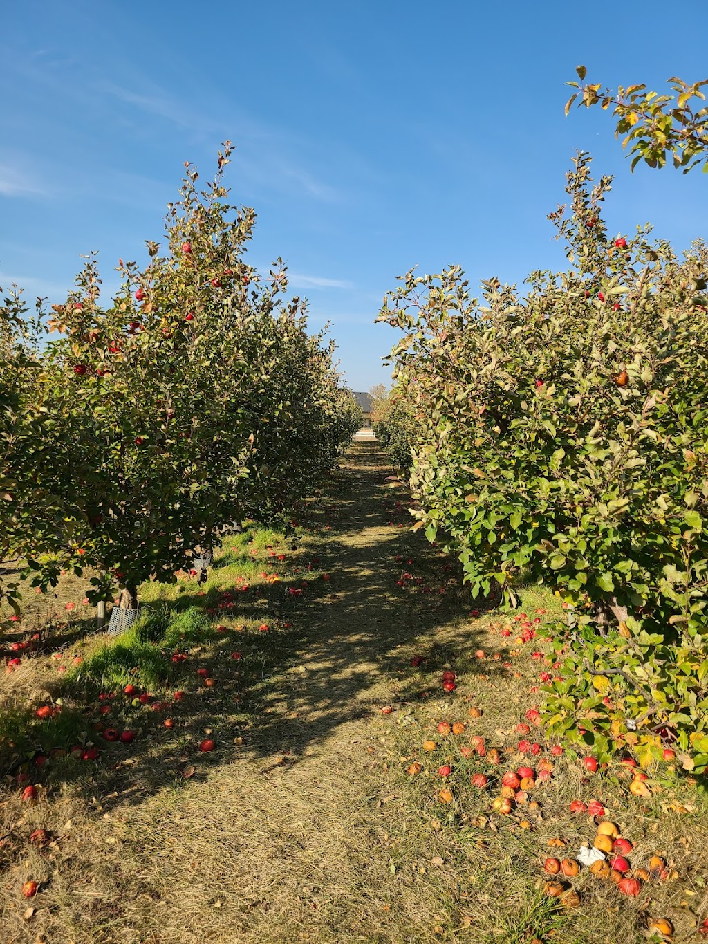 Emma Krumbees Orchard | 311 E Enterprise Dr, Belle Plaine, MN 56011, USA | Phone: (952) 873-3006