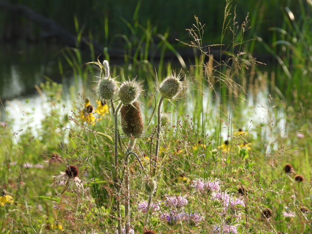 Lake County Forest Preserve | 1215 S Green Bay Rd, North Chicago, IL 60064, USA | Phone: (847) 968-3477