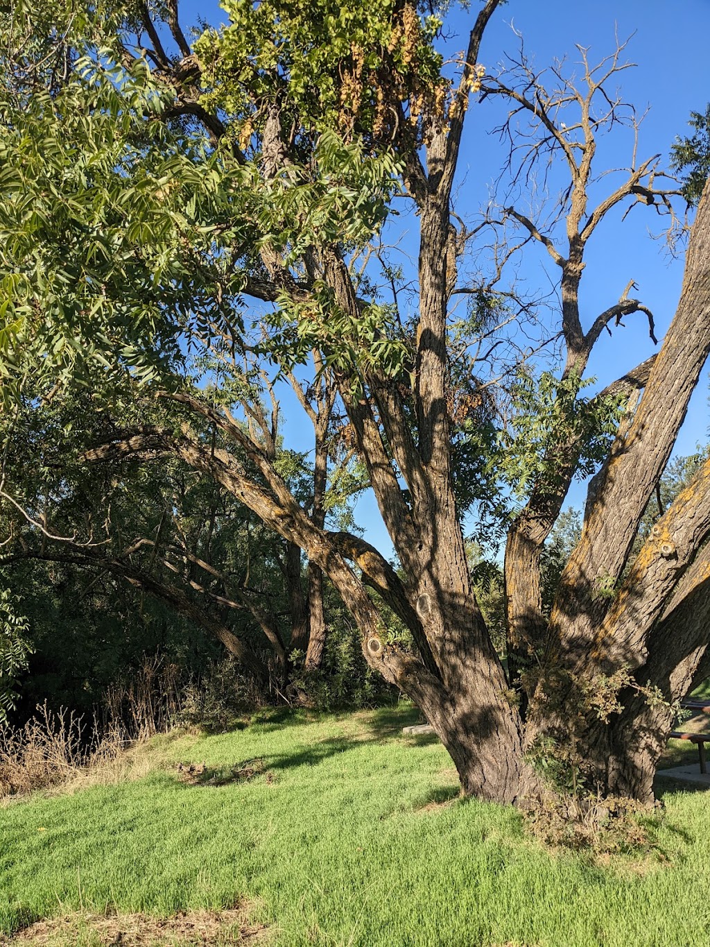 Putah Creek Riparian Reserve | Levee Rd & Brooks Rd, California 95616, Levee Rd, Davis, CA 95616, USA | Phone: (530) 752-0763