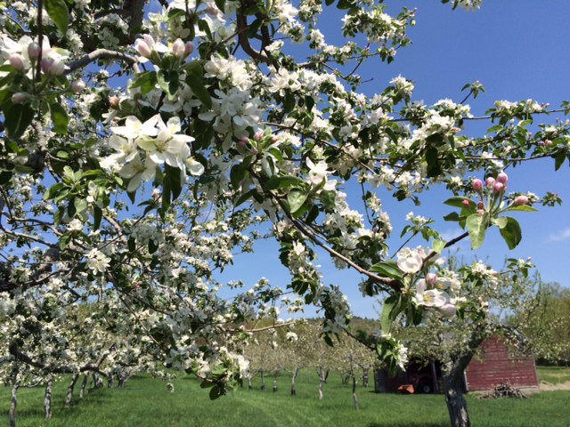 Little Apple Cidery | 178 Orchard Ln, Hillsdale, NY 12529, USA | Phone: (917) 287-6339