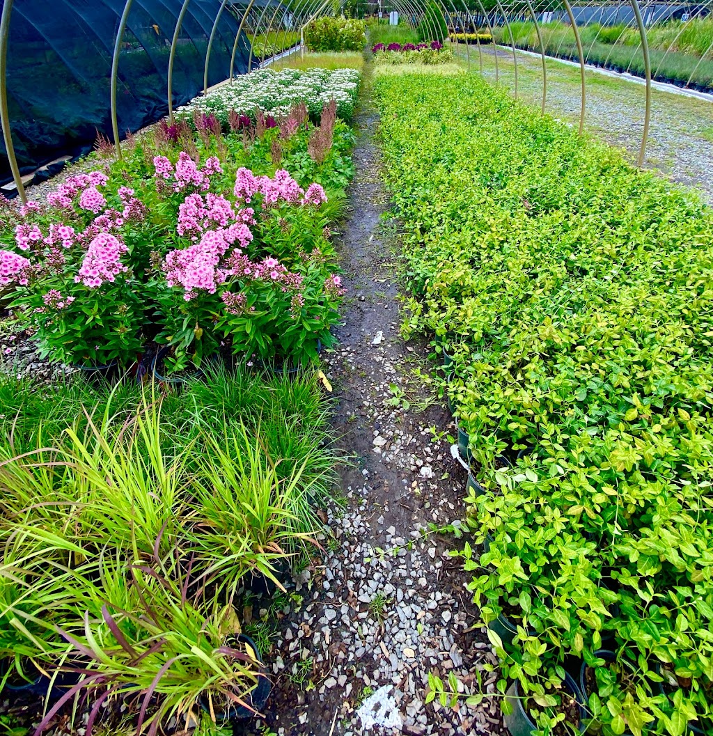 Ocean Wholesale Nursery | 705 Wright Debow Rd, Jackson Township, NJ 08527, USA | Phone: (732) 833-7000