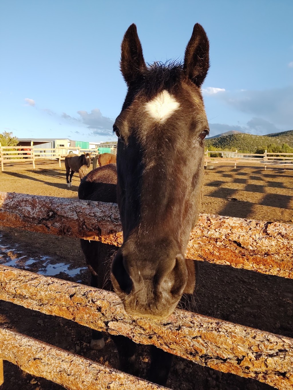 Turquoise Trail Pleasure Riding | 1511 NM-14, Golden, NM 87047 | Phone: (505) 280-1319