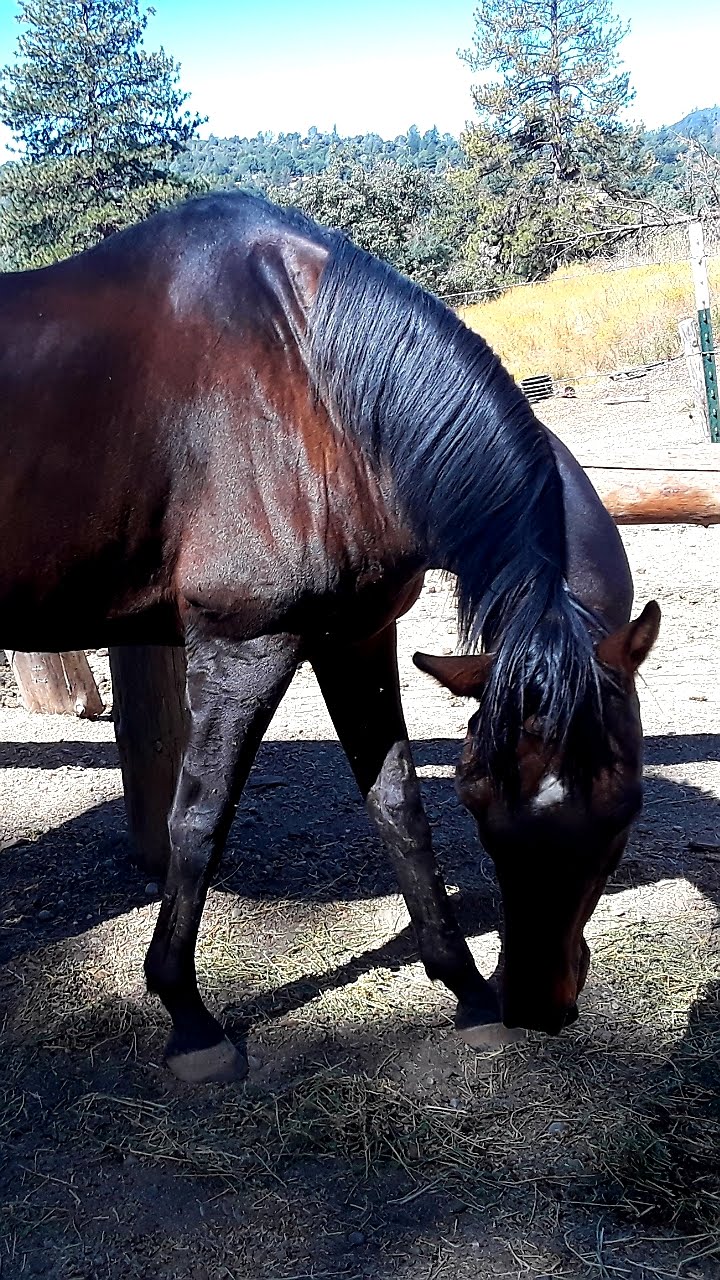 Star Ridge Horse Trails | Lumberg Rd, North Fork, CA 93643, USA | Phone: (559) 476-7272