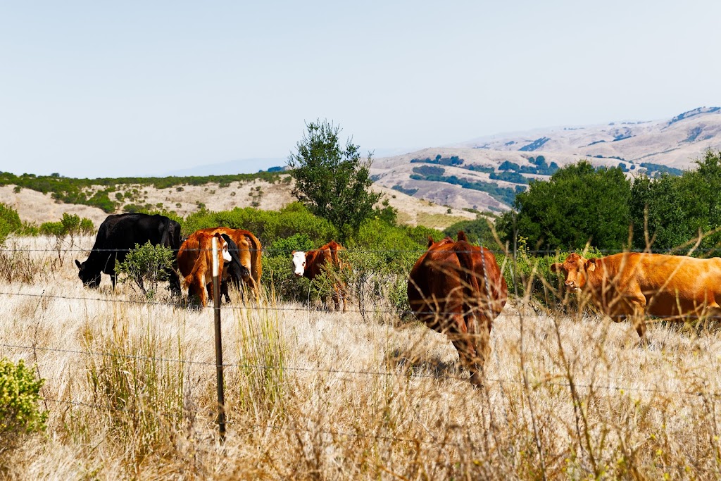 Wildcat Canyon Regional Park | 5755 McBryde Ave, Richmond, CA 94805, USA | Phone: (888) 327-2757