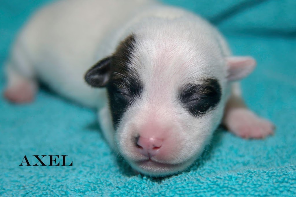 42 Jack Russell Terriers | 354198 E 1000 Rd, Prague, OK 74864, USA | Phone: (405) 567-1636