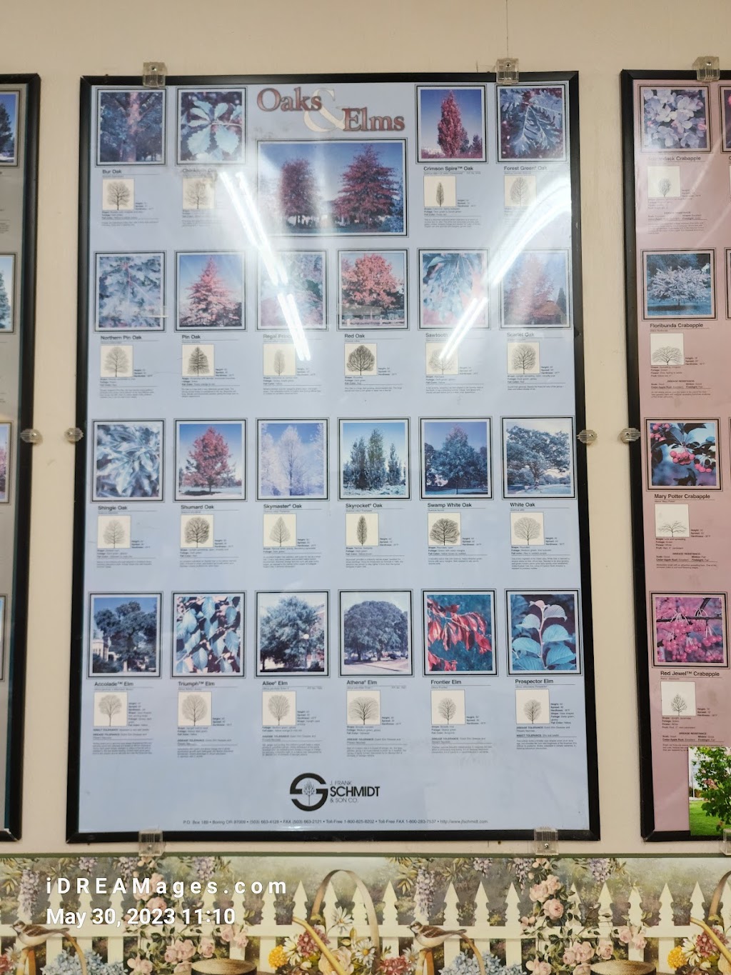 Kahls Greenhouse | 520 W Main St, Carlinville, IL 62626, USA | Phone: (217) 854-8912