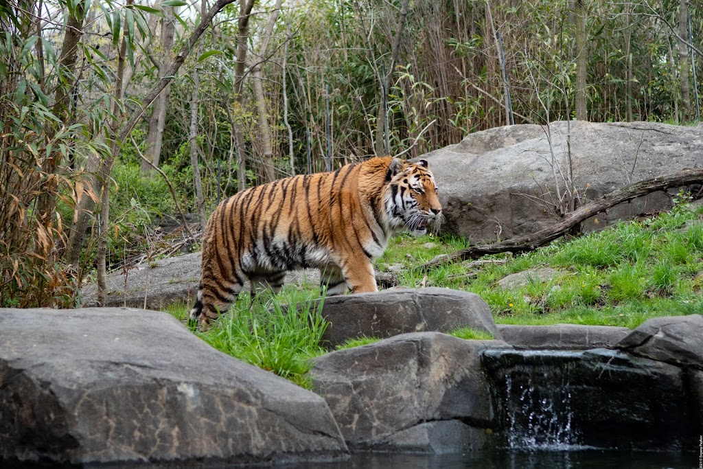 Tiger Mountain at Bronx Zoo | 2300 Southern Boulevard, Bronx, NY 10460, USA | Phone: (718) 367-1010