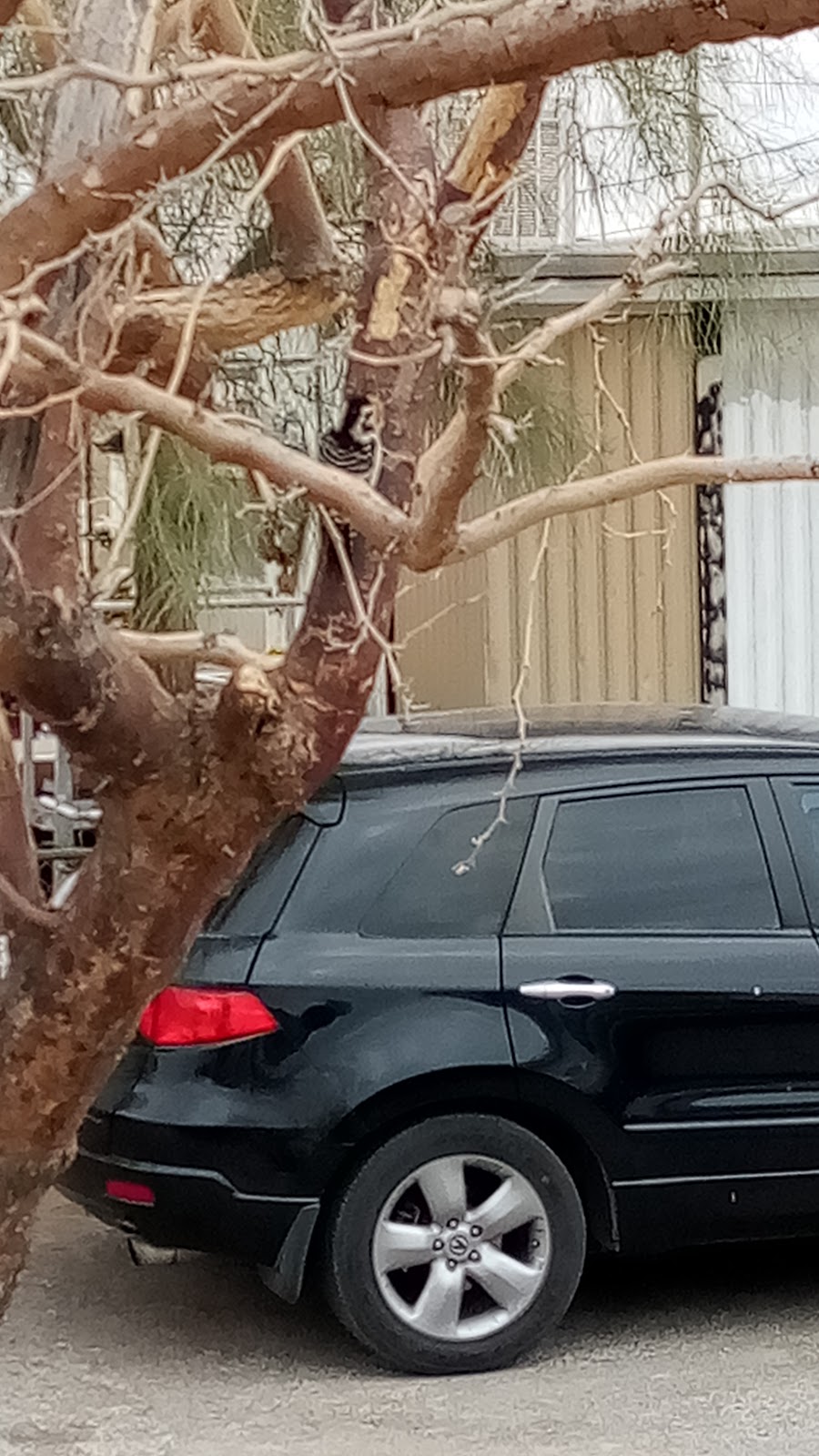 Willows Mobile Home Park in 4506 Vulcan Ave 212, El Paso, TX 79904, USA