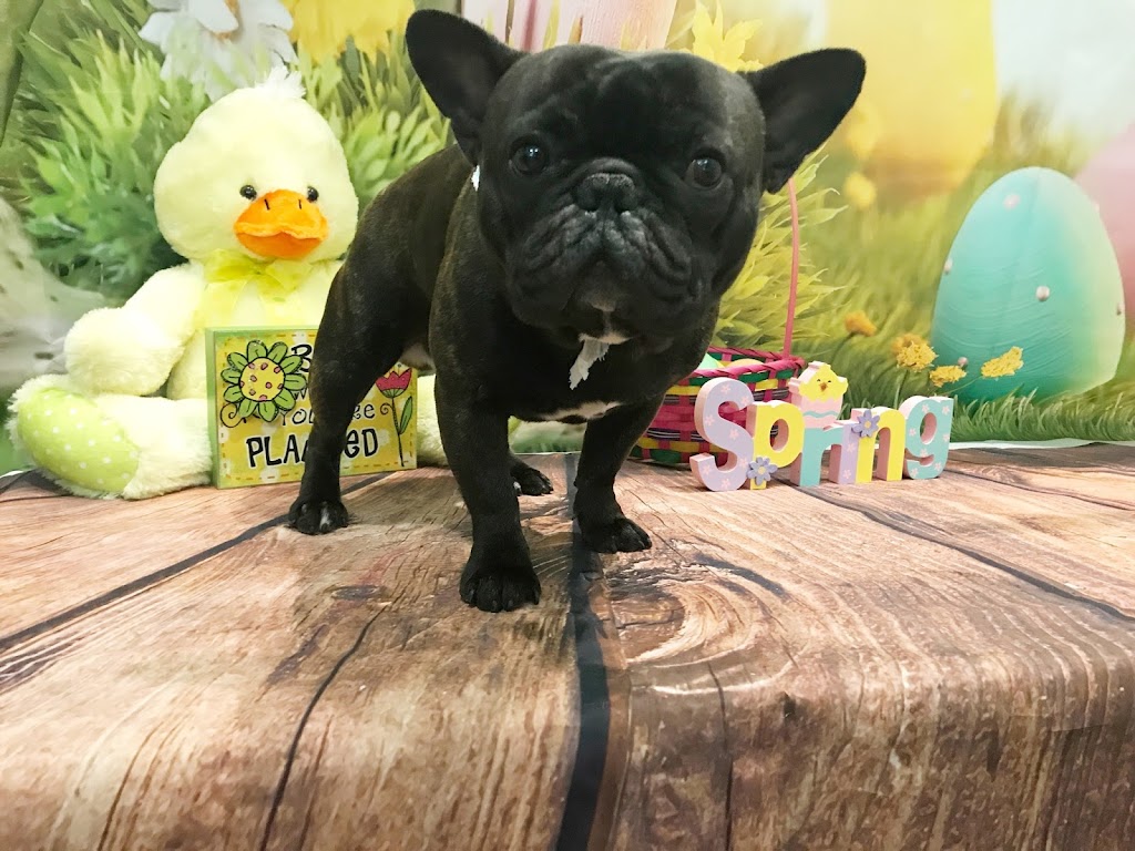 Pet Envy Grooming & Boutique | 5121 W Goshen Ave, Visalia, CA 93291, USA | Phone: (559) 741-1442