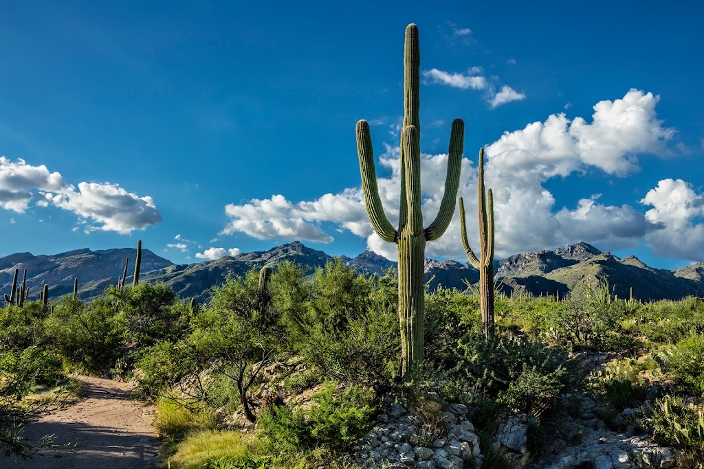 Sabino Recovery | 8505 E Ocotillo Dr, Tucson, AZ 85750, USA | Phone: (844) 809-1067