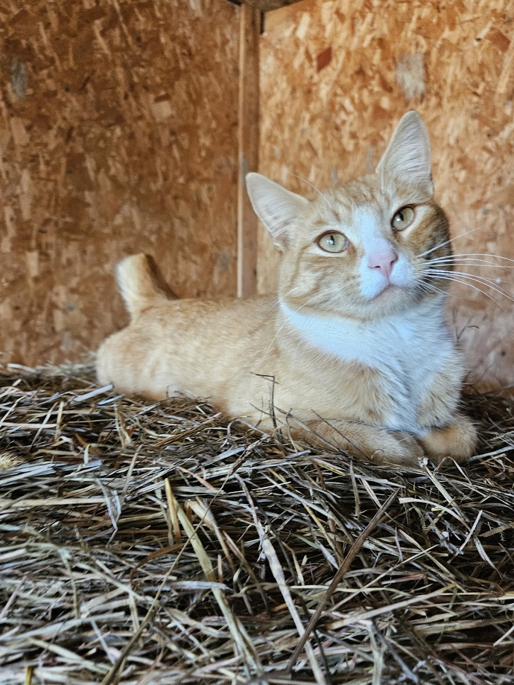 Hubler Veterinary Service | Warner, OK 74469, USA | Phone: (918) 463-3202