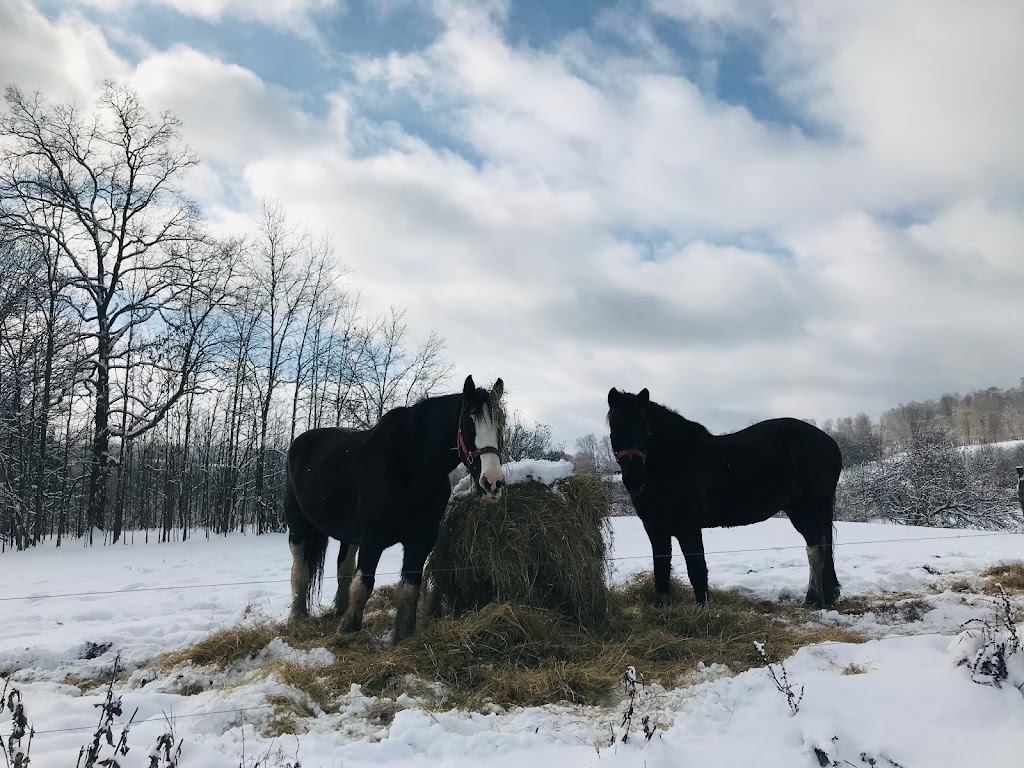 Boyd Family Ranch | 8448 N Otto Rd, Cattaraugus, NY 14719, USA | Phone: (716) 713-1699