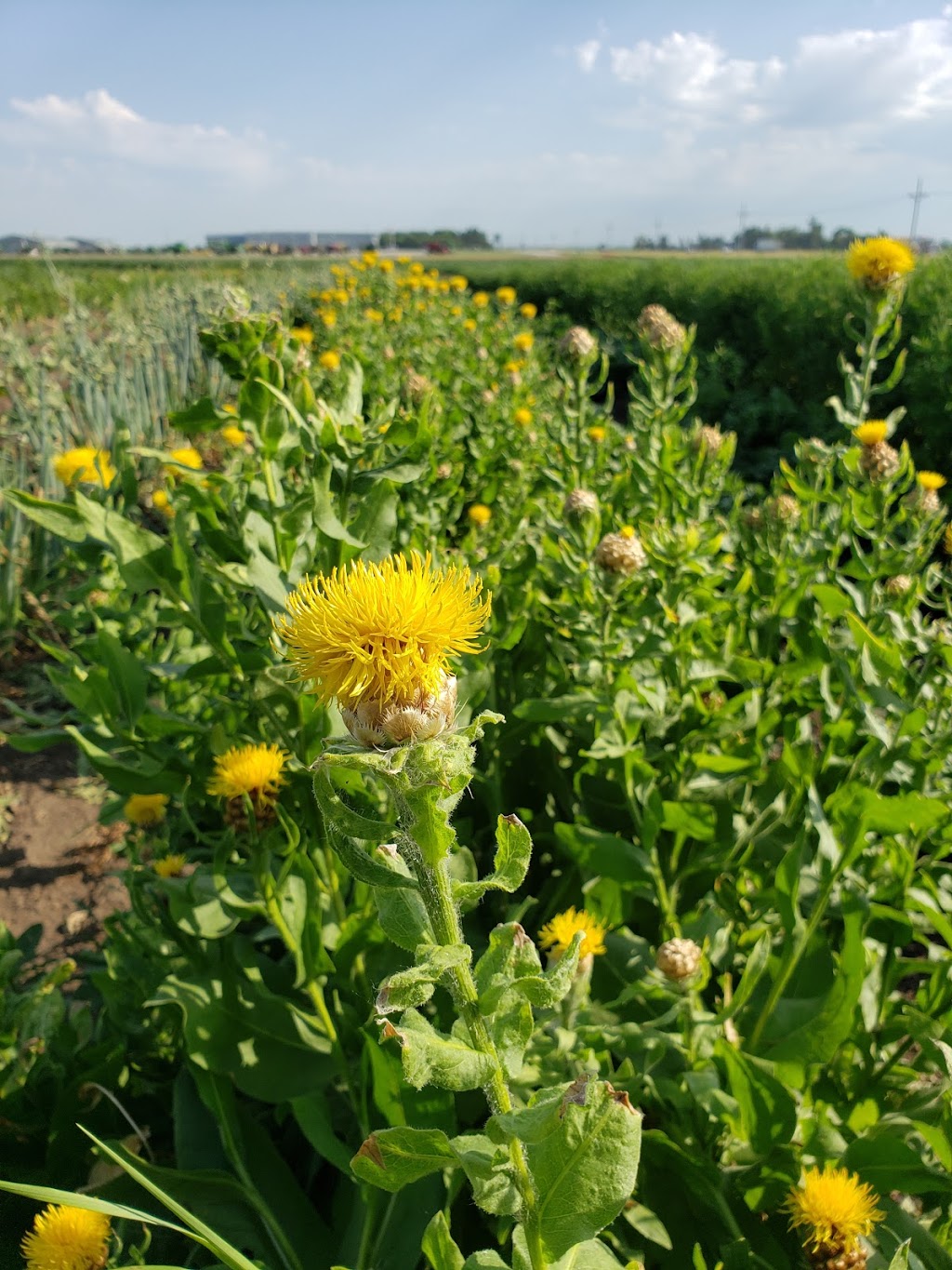 Lus Flowers & Vegetables | 2256 Rosedale Rd, Fremont, NE 68025, USA | Phone: (651) 808-7600