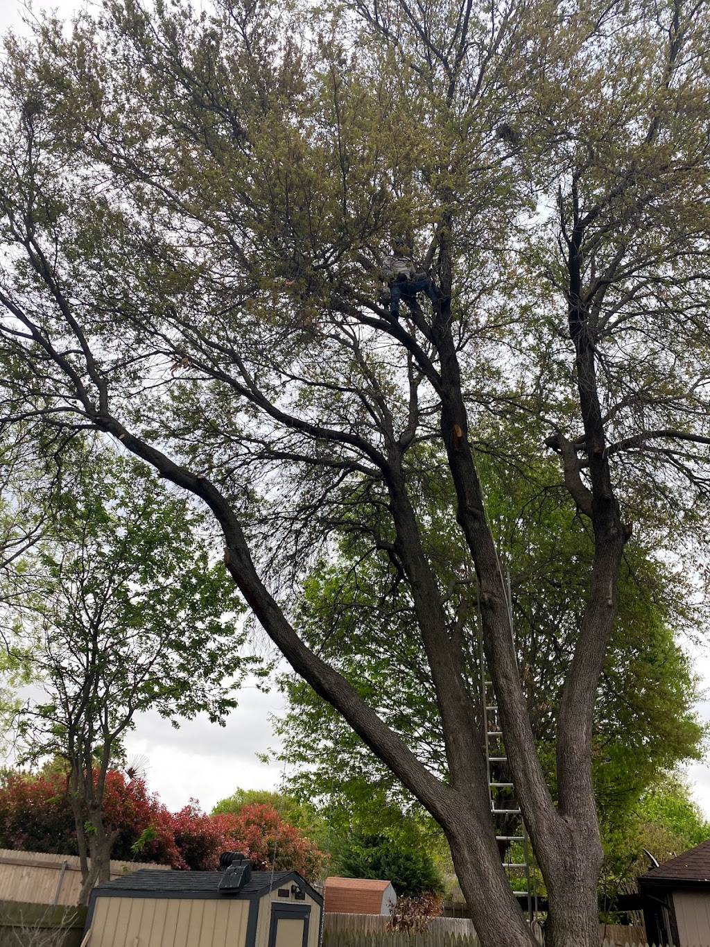 Rivera’s tree service | 102 Ridgeway Cir, Lewisville, TX 75067, USA | Phone: (214) 682-8534