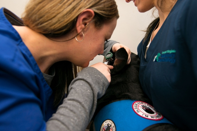 Coastal Virginia Veterinary Dermatology | 3296 Dam Neck Rd, Virginia Beach, VA 23453, USA | Phone: (757) 866-2320