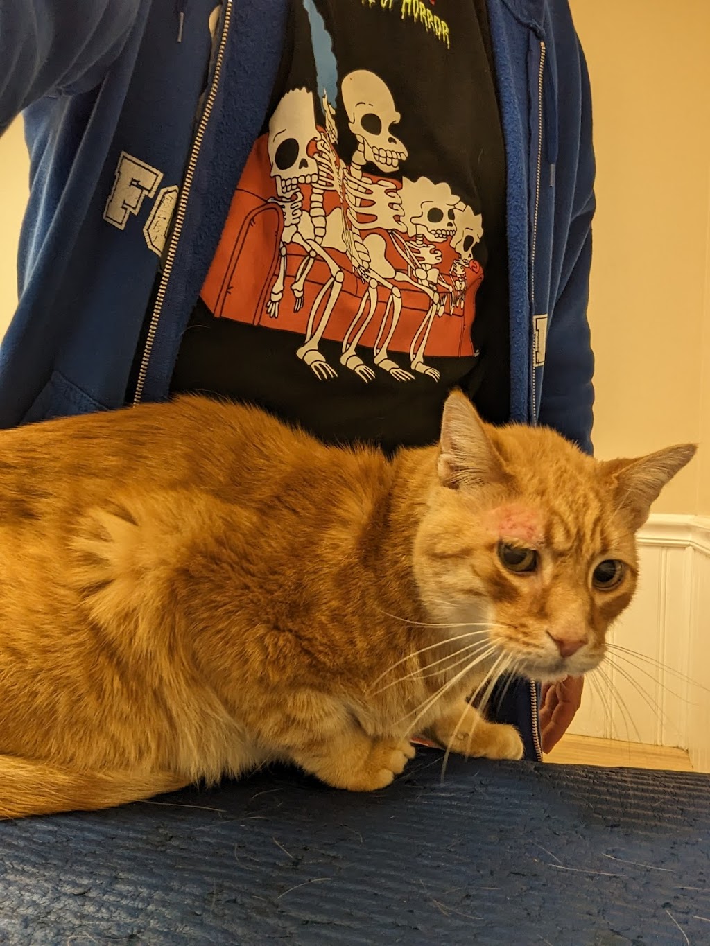 Alpha Veterinary Clinic | 2515 Dayton Xenia Rd, Beavercreek, OH 45434, USA | Phone: (937) 426-9232