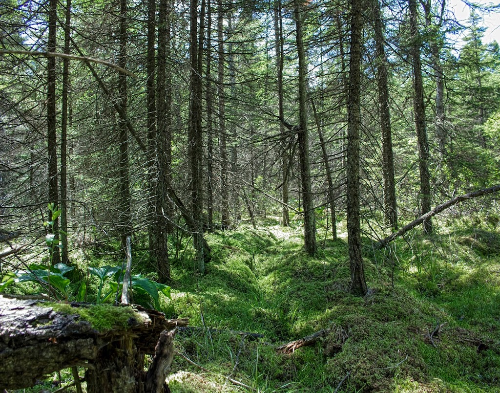 Sapa Spruce Bog State Natural Area | 3175 Blue Goose Rd, Saukville, WI 53080, USA | Phone: (888) 936-7463