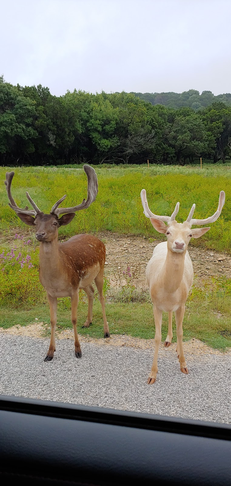 Fossil Rim Safari Campground | Unnamed Road,, Glen Rose, TX 76043, USA | Phone: (254) 897-2960