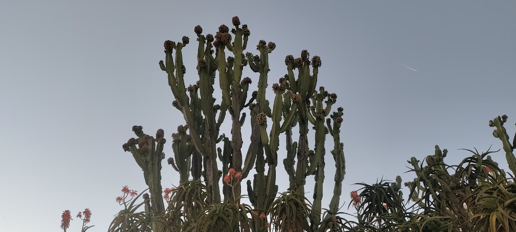 Cactus Garden | The Getty Center, 1200 Getty Center Dr, Los Angeles, CA 90049, USA | Phone: (310) 440-7300