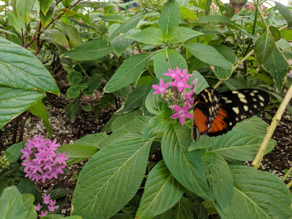 The Butterfly House | 11455 Obee Rd, Whitehouse, OH 43571, USA | Phone: (419) 877-2733