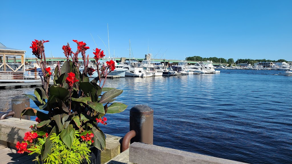 Newburyport Whale Watch | 54 Merrimac St, Newburyport, MA 01950, USA | Phone: (800) 848-1111