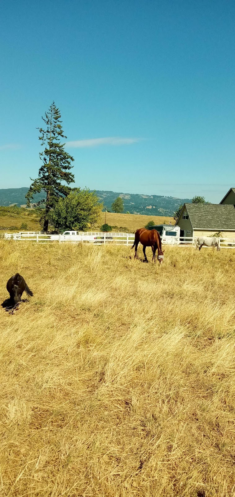 Alderidge Equestrian Center | 33470 Tide Creek Rd, Deer Island, OR 97054, USA | Phone: (503) 935-4449