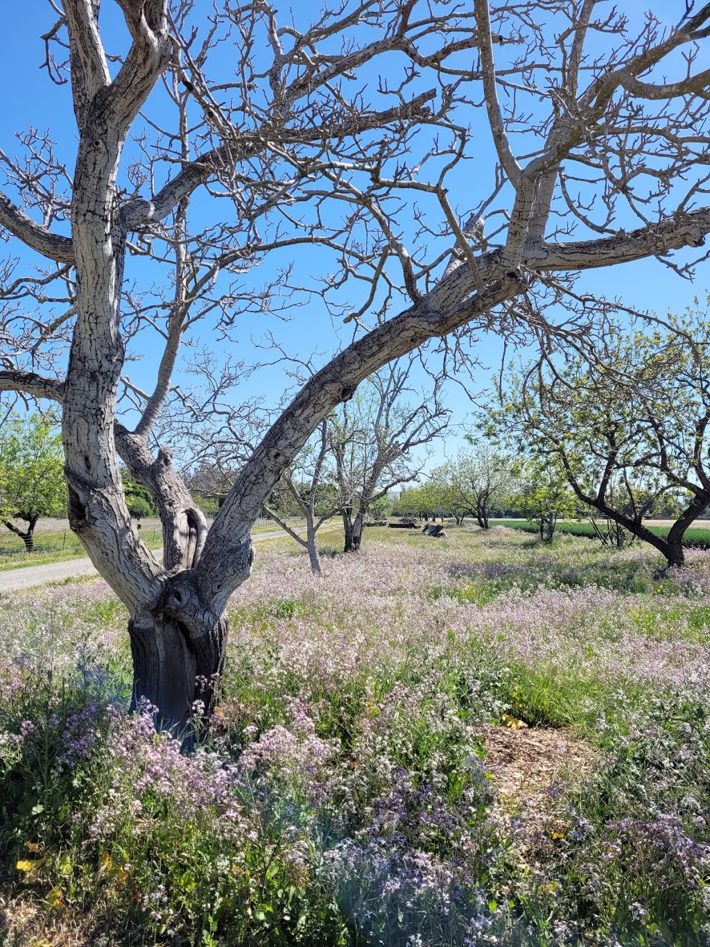 Ardenwood Historic Farm | 34600 Ardenwood Blvd, Fremont, CA 94555, USA | Phone: (510) 544-2797