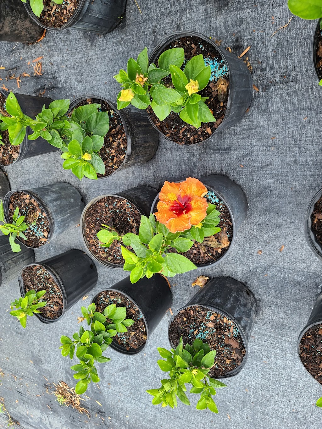 Nursery Landscape & Garden Center | 5955 Florida Ave S, Lakeland, FL 33813, USA | Phone: (863) 644-7331