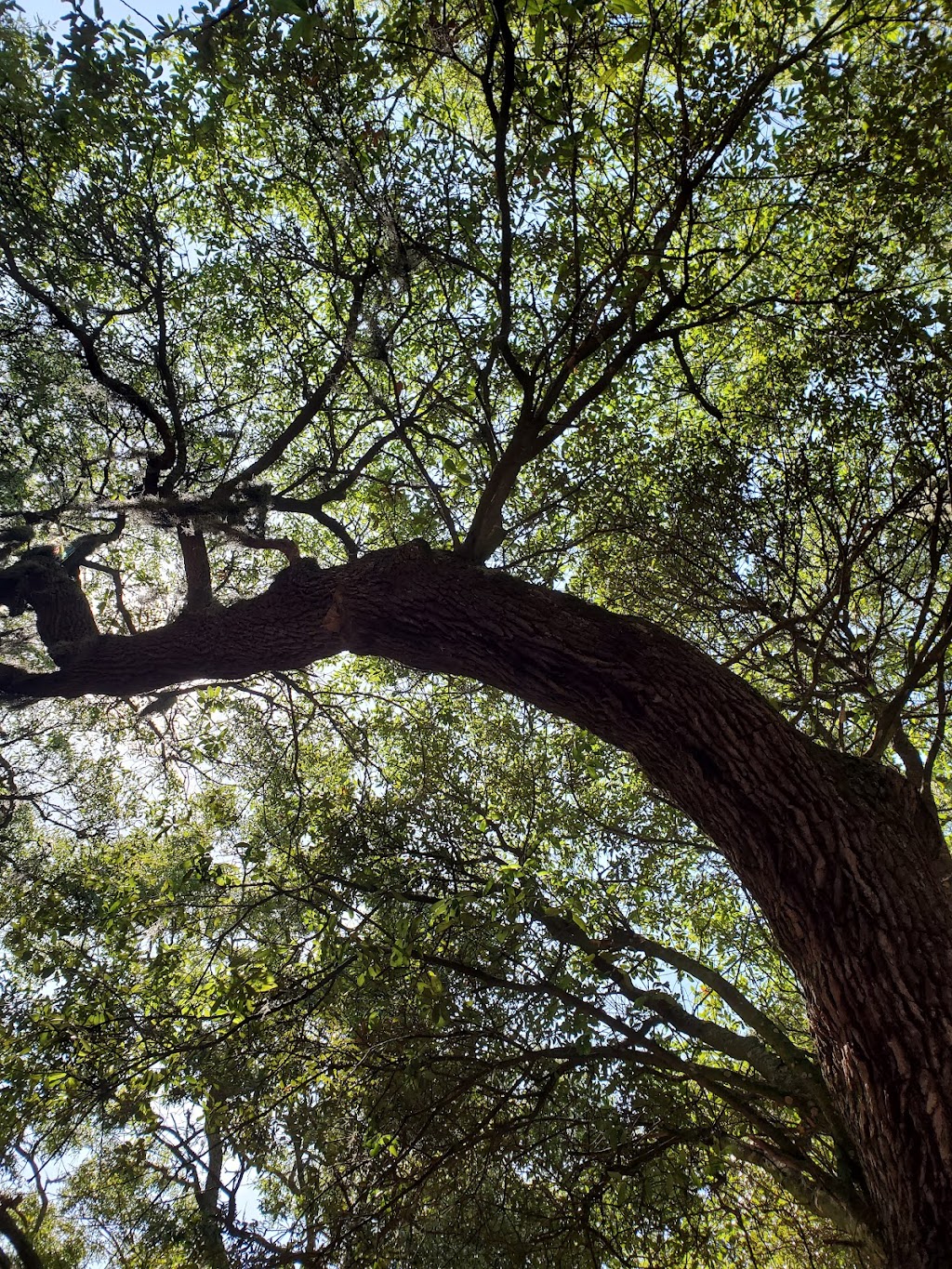 Sea Camp Campground | Cumberland Island, St Marys, GA 31558, USA | Phone: (912) 882-4336