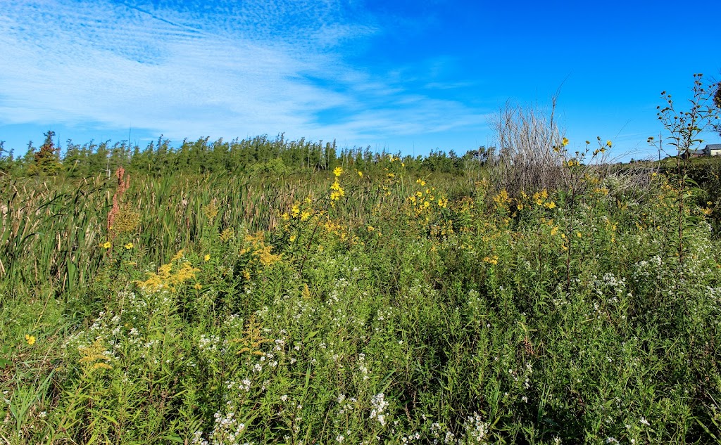 Faville Grove Sanctuary - Laas Tamarack | Lake Mills, WI 53551, USA | Phone: (608) 255-2473