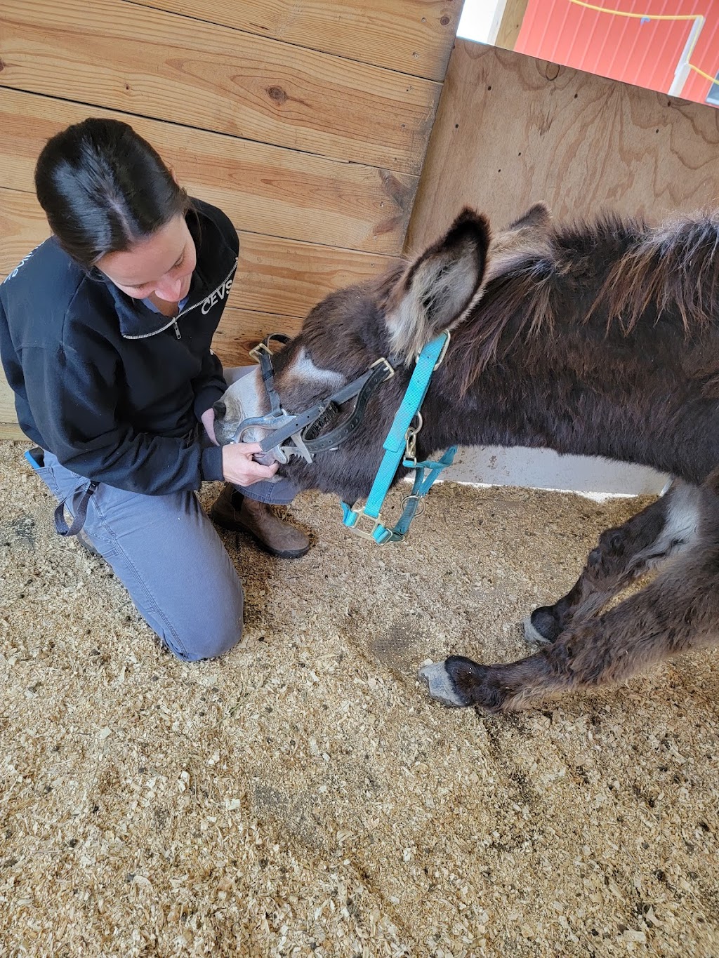 Coastal Equine Veterinary Services | 933 Beaver Dam Rd, Chesapeake, VA 23322, USA | Phone: (757) 421-3900