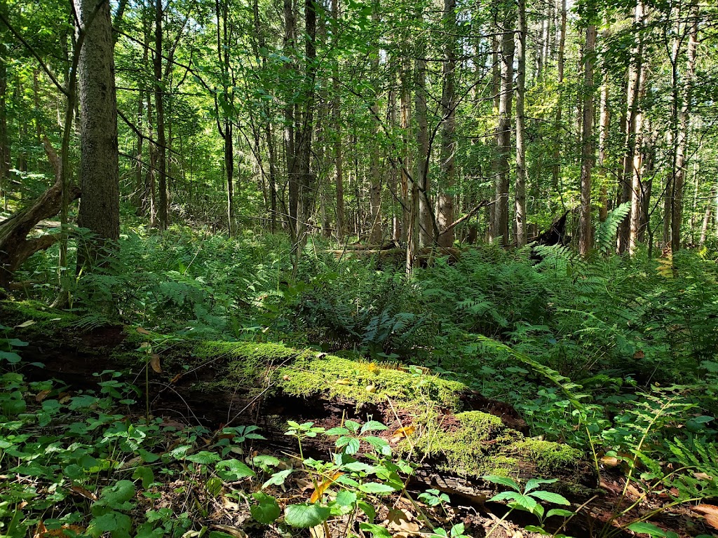 Indian Kill Nature Preserve | Schenectady, NY 12302, USA | Phone: (518) 688-1200 ext. 321