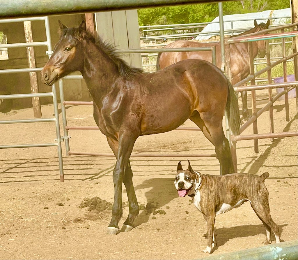 Splash Of Passion | 28870 Old Hwy 80, Pine Valley, CA 91962, USA | Phone: (619) 473-0291