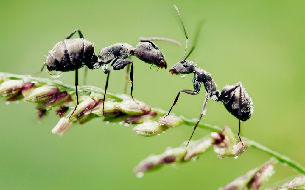 Believe Pest Control | 22601 S Jackson St, Spring Hill, KS 66083, USA | Phone: (913) 731-6888