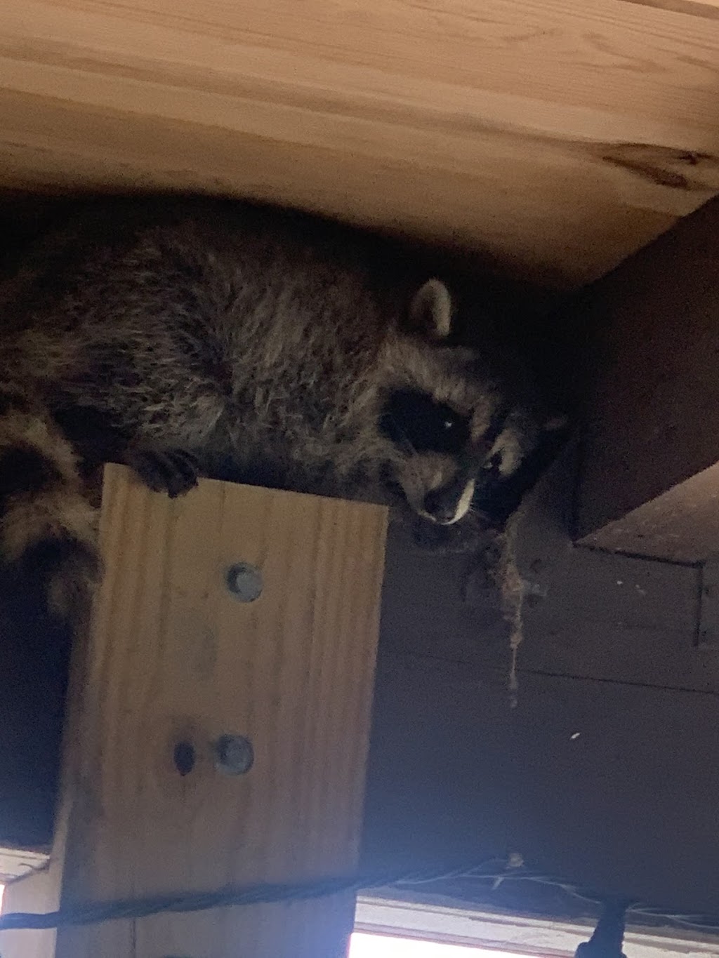 Humane Raccoon Removal | 127 Evans Ave, Bradner, OH 43406, USA | Phone: (567) 210-2622