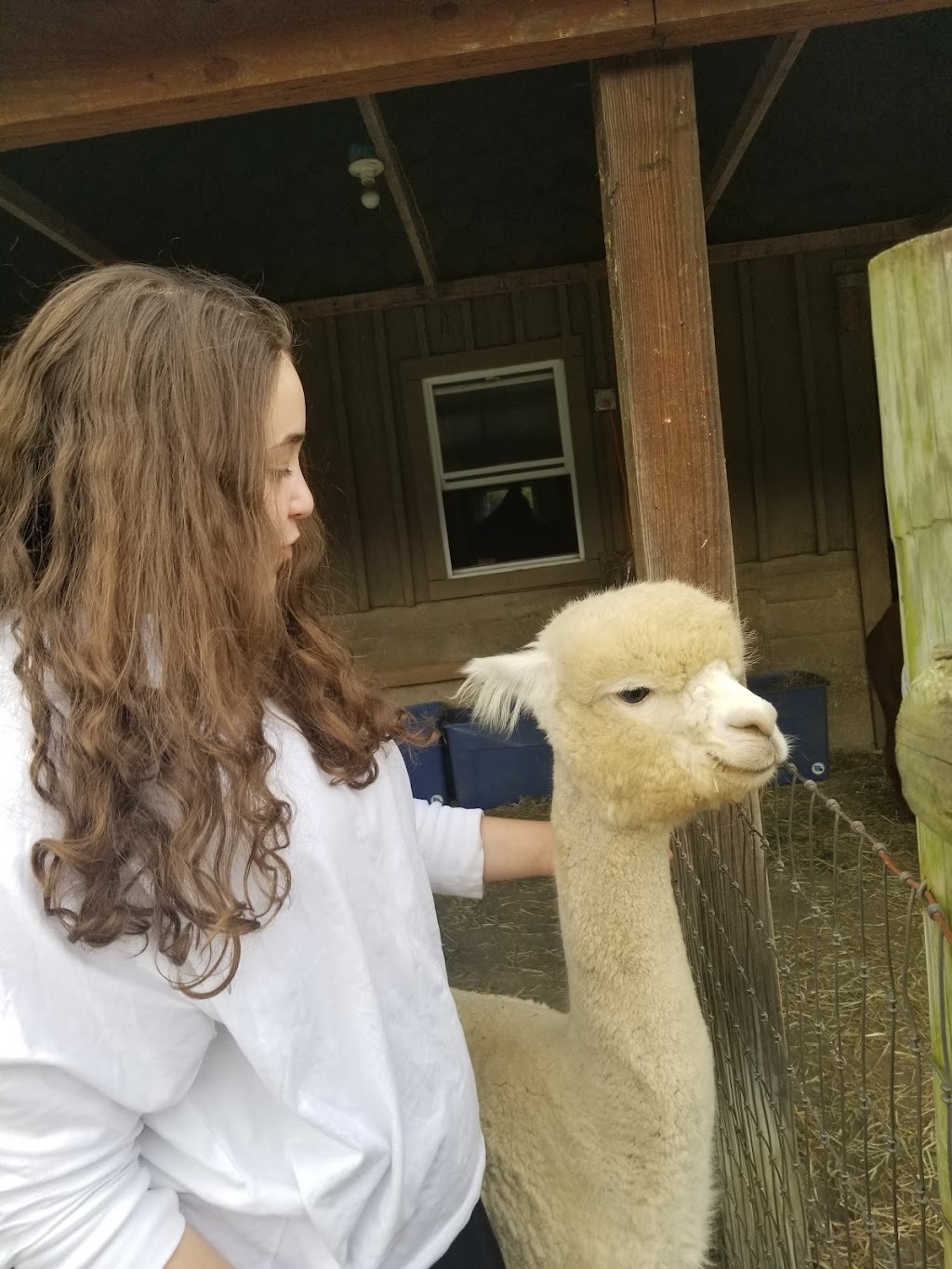 Alpacas of Ellicottville at Sugartown Farms | 6277 Sugartown Rd, Ellicottville, NY 14731, USA | Phone: (716) 699-2902