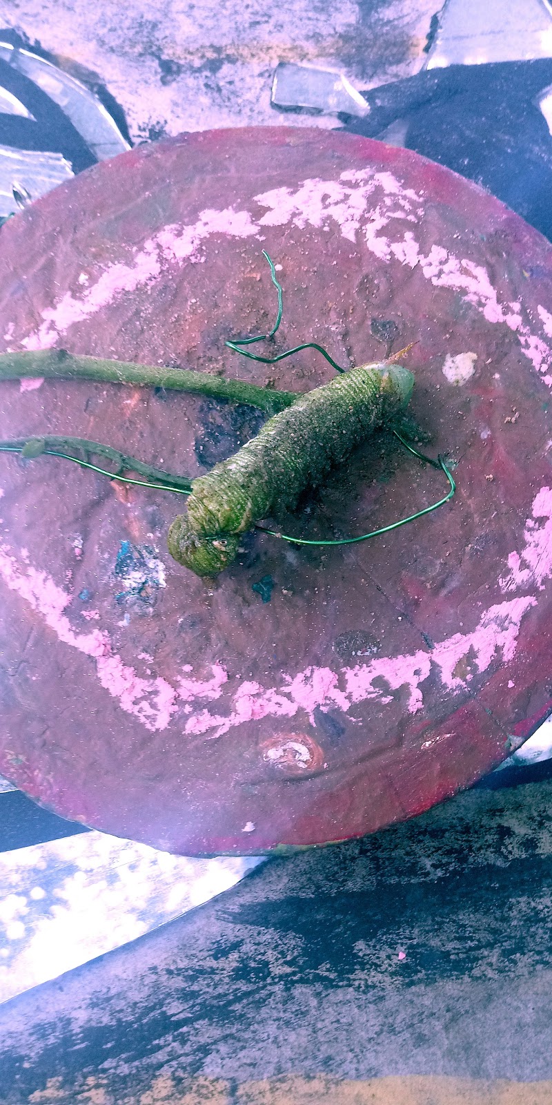 Dirt & Roses | 128 FM1441, Bastrop, TX 78602, USA | Phone: (512) 308-9855