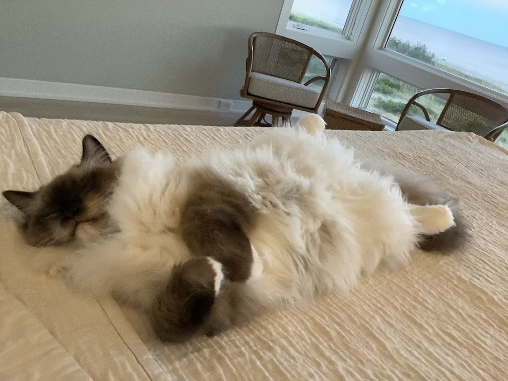 Raggymay Ragdolls | 328 Hillcrest Ave, Burlington, NC 27215, USA | Phone: (336) 570-1099