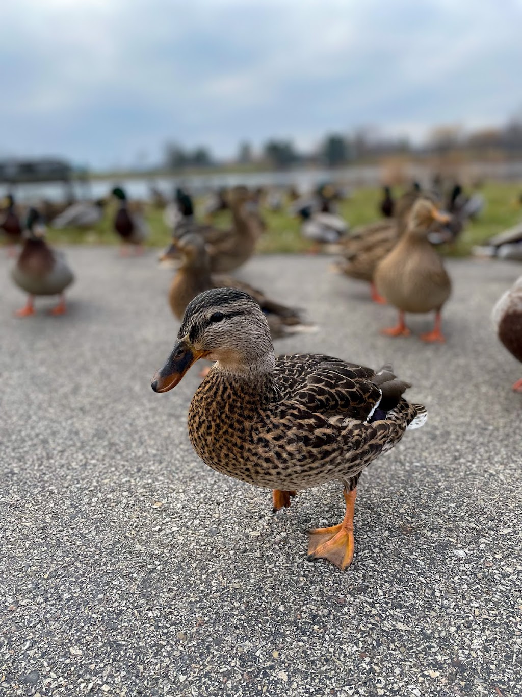 Century Park Arboretum | 1002 Lakeview Pkwy, Vernon Hills, IL 60061, USA | Phone: (847) 996-6800