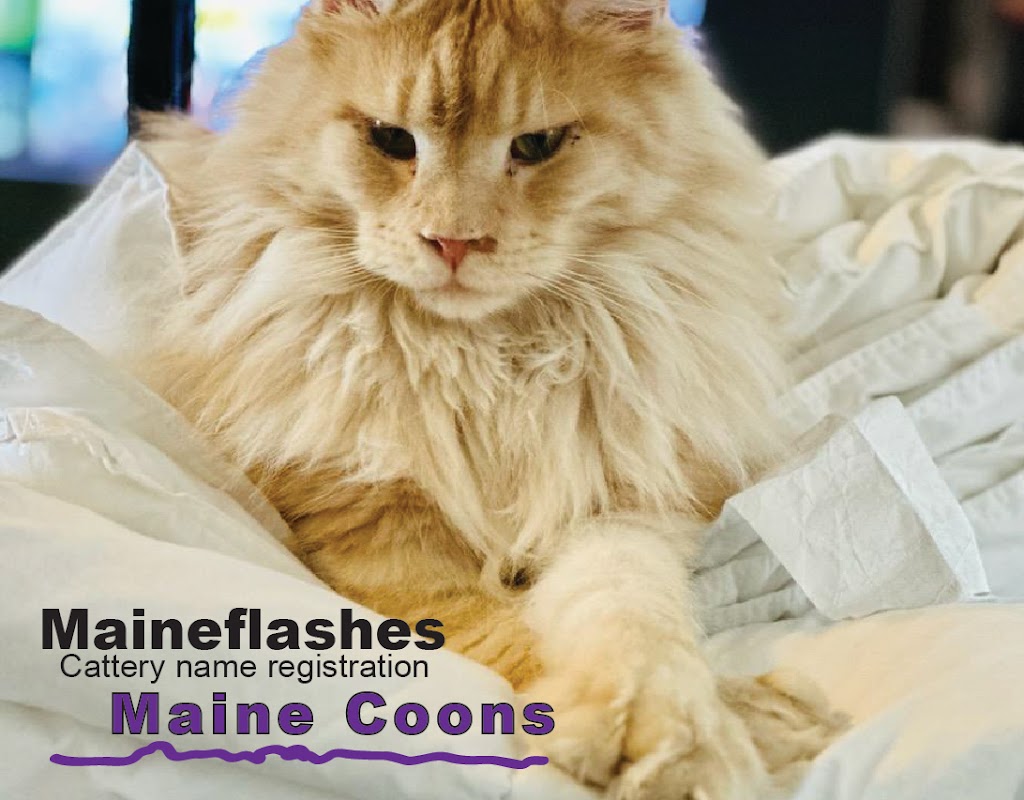 Maineflashes Maine Coons | 2013 Crystal Ln, Alvarado, TX 76009, USA | Phone: (817) 296-2299