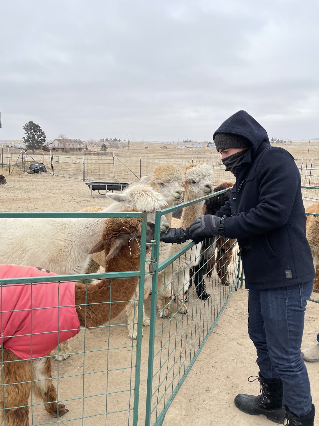 Raisin Bred Alpacas | 8760 Co Rd 134, Kiowa, CO 80117 | Phone: (303) 915-3702