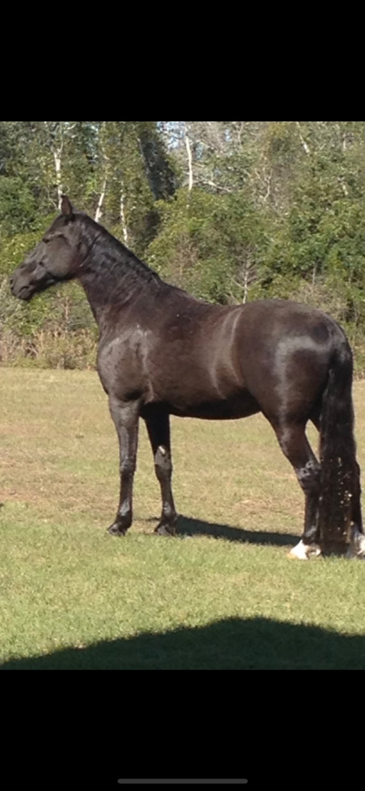 Dark Horse Stables | 7031 Lake Erie Rd, Groveland, FL 34736, USA | Phone: (352) 227-8145