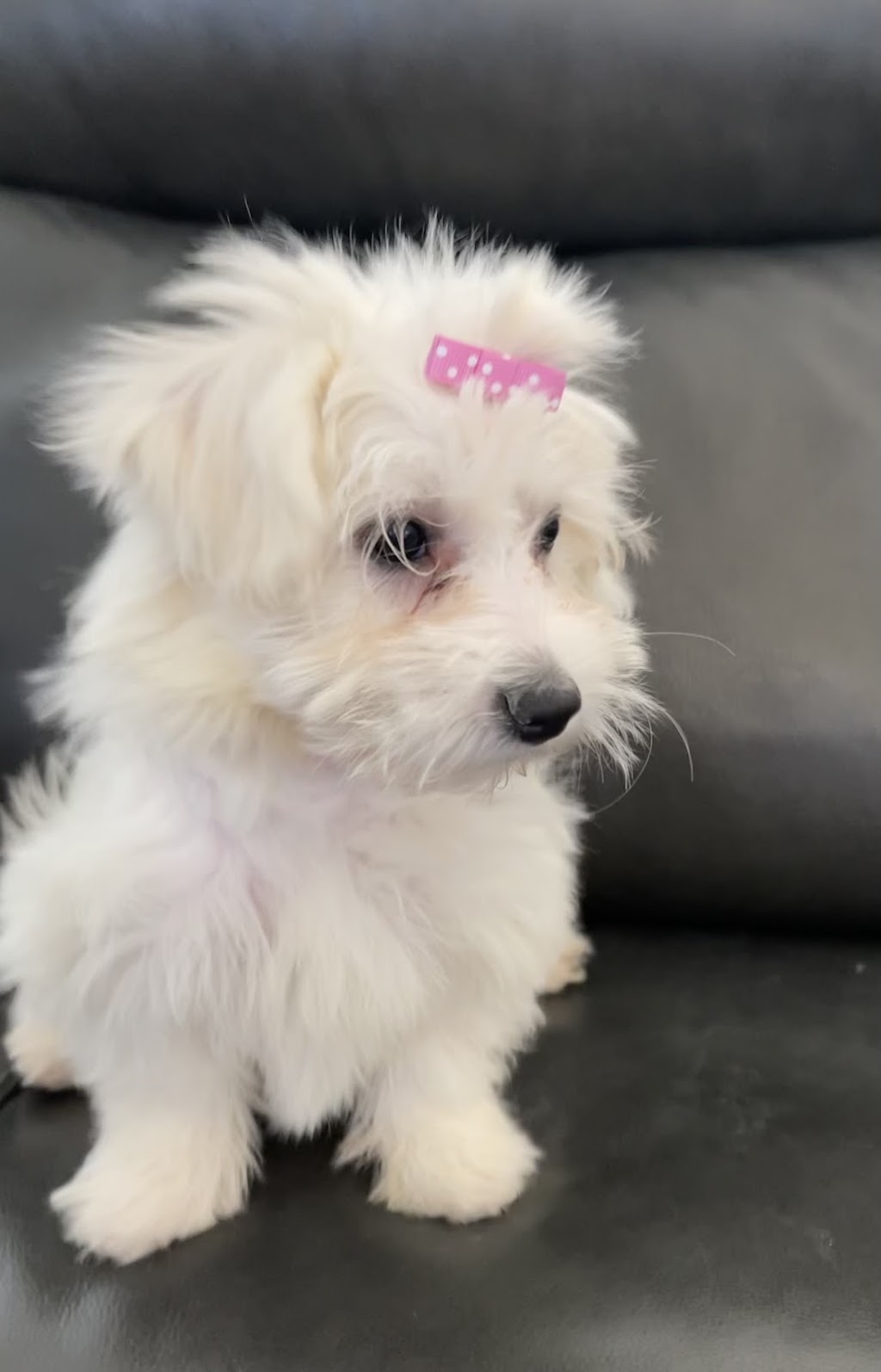 Dandi Puppies | 6120 W McGee Ranch Rd, Sahuarita, AZ 85629, USA | Phone: (818) 317-2295