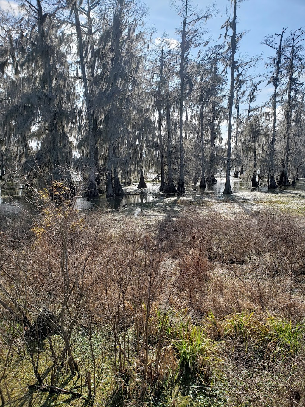 Acadian Swamp Tours | 66270 Spur 75, Plaquemine, LA 70764, USA | Phone: (225) 247-4156