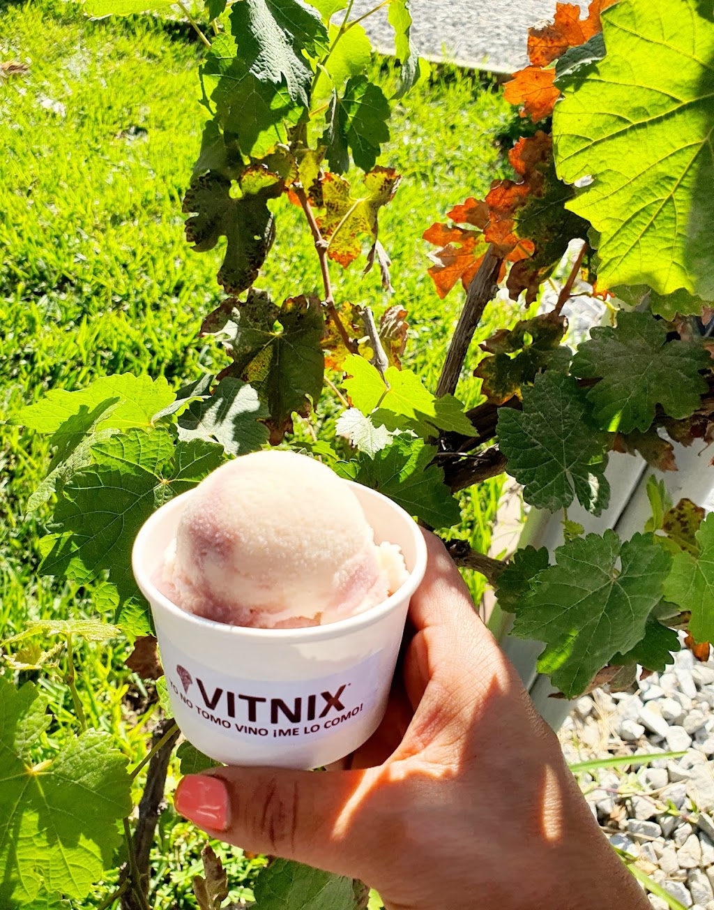 VITNIX nieve de vino | Carretera Ensenada Tecate, Km 94, San Antonio de las Minas, 22766 Villa de Juárez, B.C., Mexico | Phone: 646 427 7535