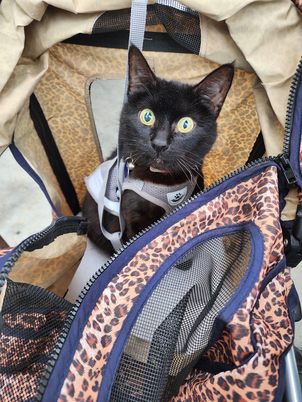 Marina Pacifica | 6270-6380 E Pacific Coast Hwy, Long Beach, CA 90803, USA | Phone: (562) 598-2728